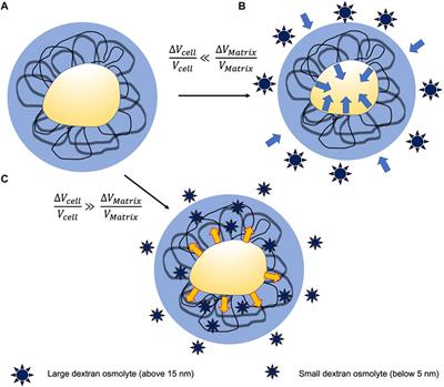 Frontiers | Bidirectional Mechanical Response Between Cells and